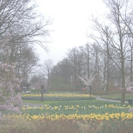 オランダキューケンホフ公園３.jpg